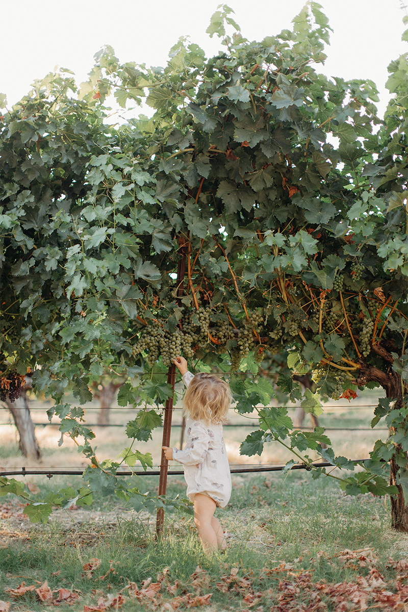 Baby coin picking grapes
