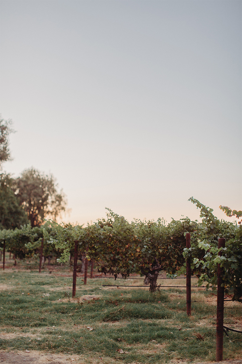 Vineyard near dusk