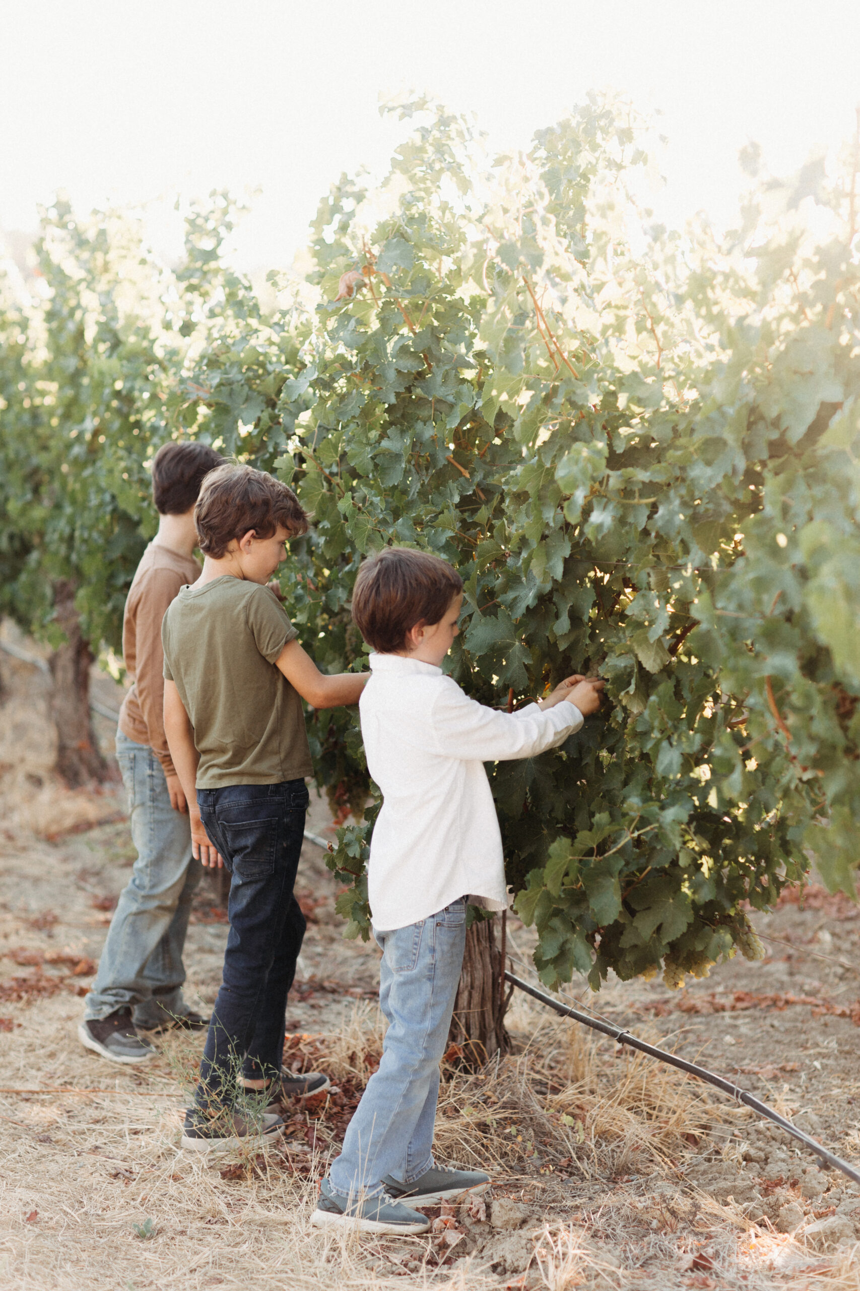 Three Coin boys picking grapes